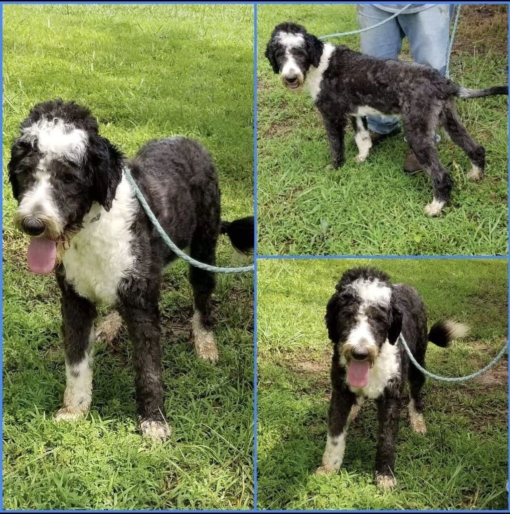 Munch is an F1 Sheepadoodle