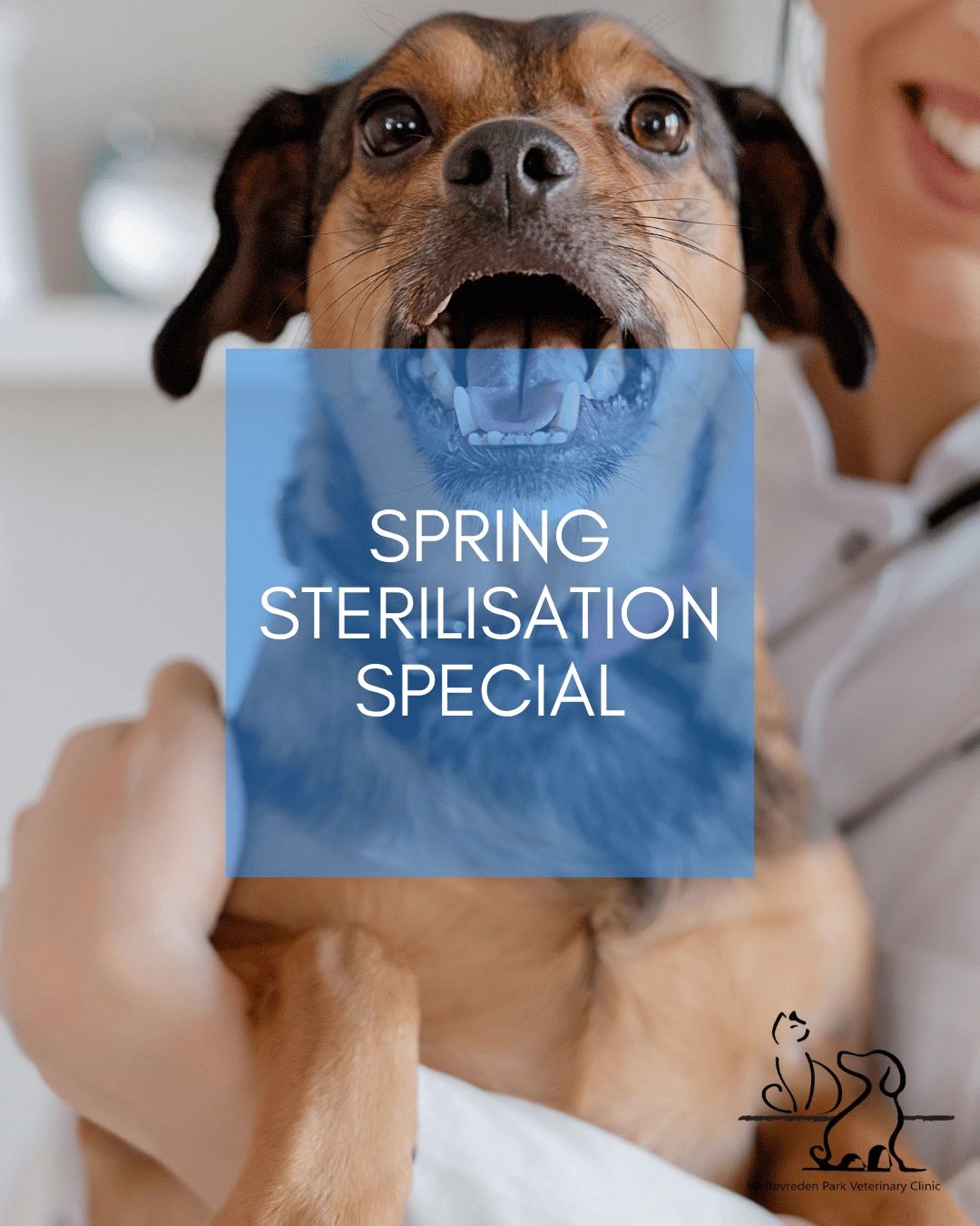 Dog yawning with spring sterilisation special text.