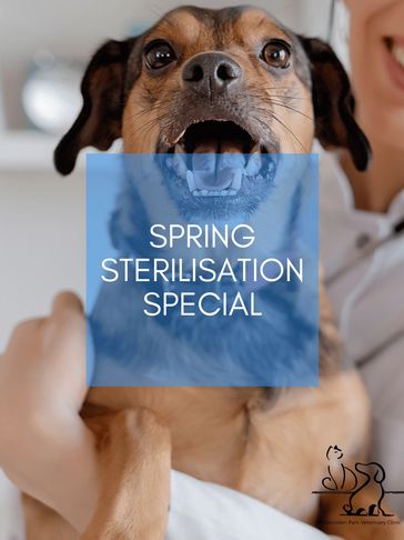 Happy dog with spring sterilisation special text.