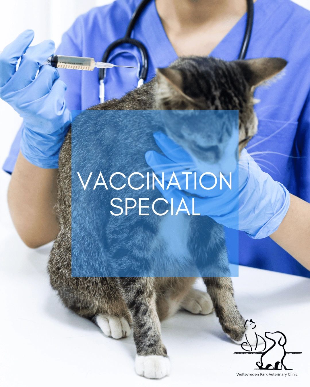 Veterinarian giving a cat a vaccination.