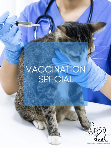 Veterinary nurse vaccinating a cat.