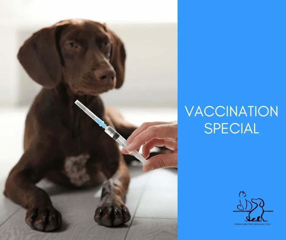 Vaccination special promotion, with an image of a dog with a vet holding a syringe and needle.