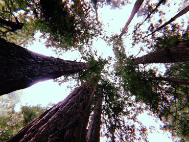 Looking up in Muir Woods