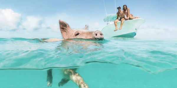 Bahama excursion , swimming with the pigs 