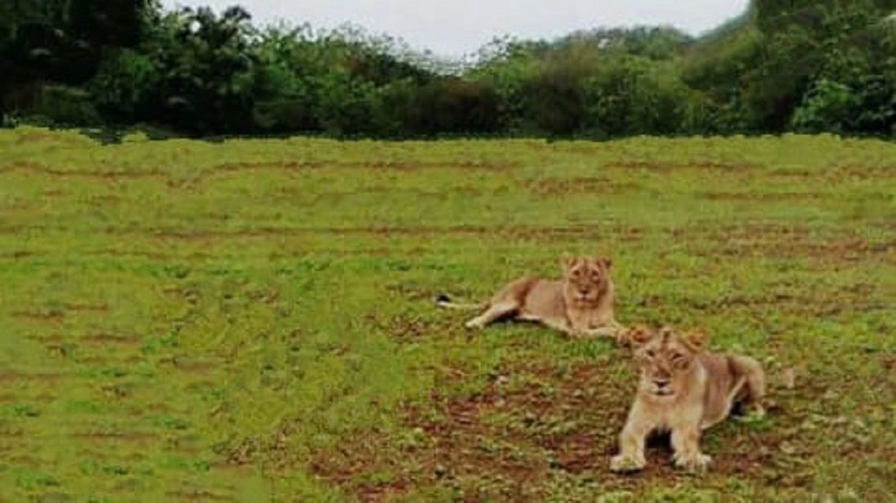 Gir National Park