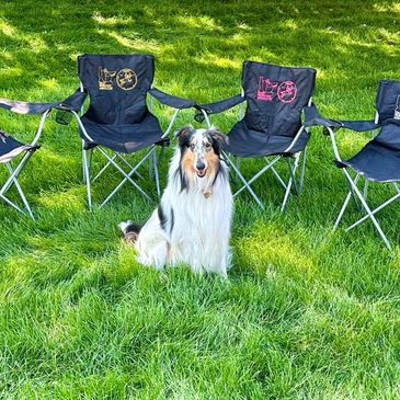 Collie dog sitting on grass between three black chairs.
