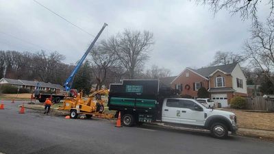 Crane-assisted tree removal operation in Alexandria, Virginia, with certified arborist supervision, 