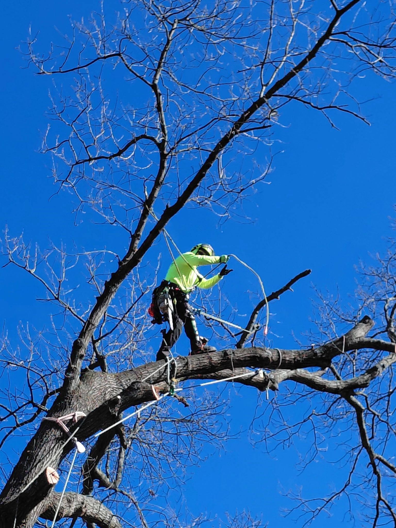 Tree Cap Work Over Ego in Tree Work: A Hidden Safety Risk