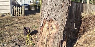 Decay visible at base of tree trunk
