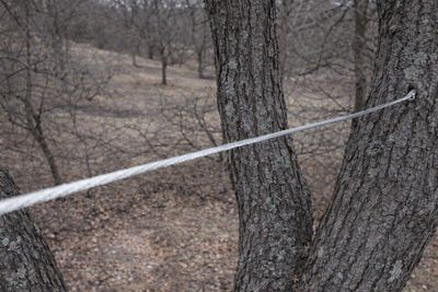 Dormant-season tree cabling & bracing installed by an ISA Certified Arborist in Alexandria, Virginia