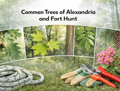 Common tree species and pruning characteristics reference.