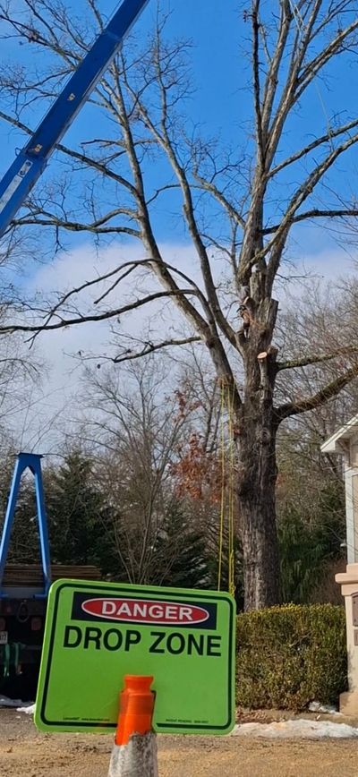 Crane-assisted tree removal drop zone in Mount Vernon, VA.