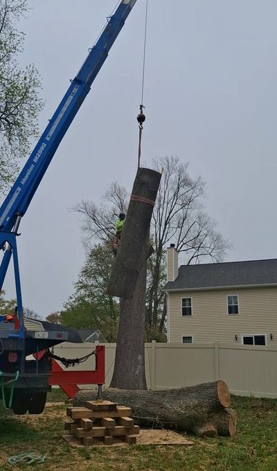 Hazardous tree removal near Homes in Hollin Hills Alexandria VA by ISA Certified Arborist 