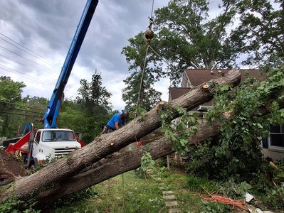 Crane-assisted tree removal at Alexandria, VA home
