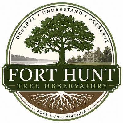 Fort Hunt Tree Observatory Project representing urban tree research and structural tree assessment