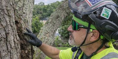 ISA Certified Arborist inspecting trunk condition and bark structure during on-site tree assessment
