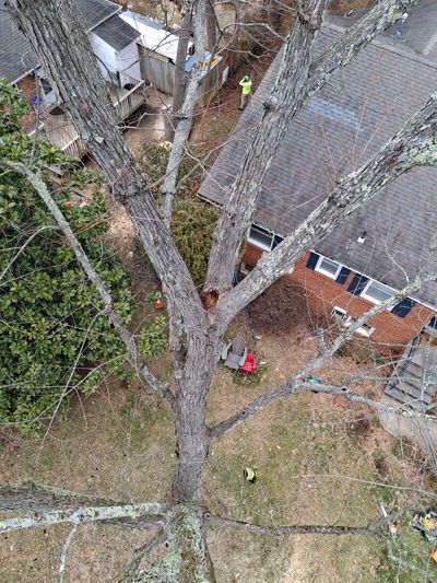Fort Hunt VA tree removal near house