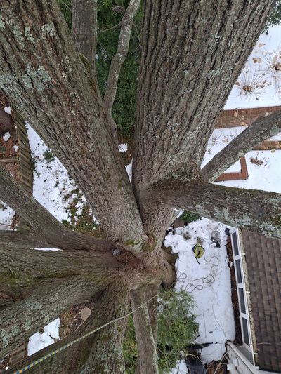 Multi-stem tree with codominant trunks and included bark, showing structural stress