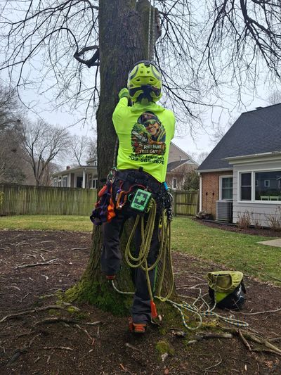 Sean Harman ISA Certified Arborist pruning a tree in Fort Hunt Alexandria VA
