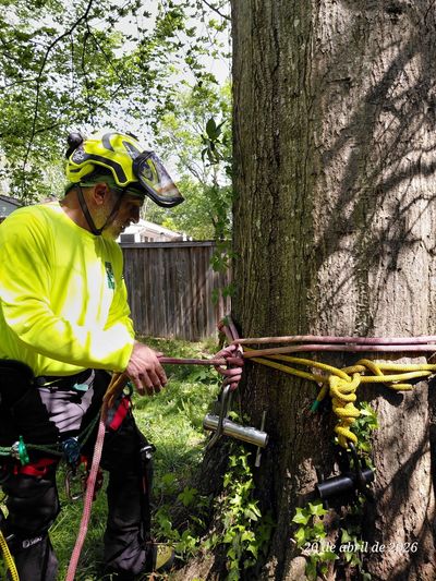 Oak bark inclusion and dieback causing structural failure risk Fort Hunt VA