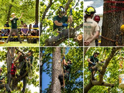 Arborist competitor practicing tree climbing and work positioning skills during the 2026 tree climbi