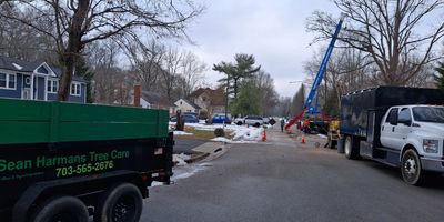 Crane-assisted tree work performed by ISA Certified Arborist Sean Harman in a Mount Vernon, Virginia