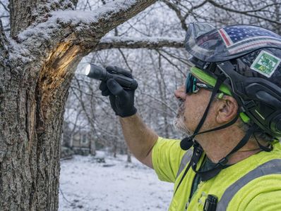 Post-storm tree damage assessment following snow and ice in Alexandria & Fort Hunt, VA