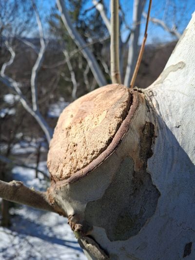Recent pruning cut showing wound response and decay progression