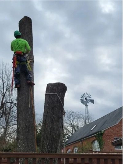 ISA Certified Arborist removing a tree in Hollin Hills, Alexandria, VA near the windmill.
