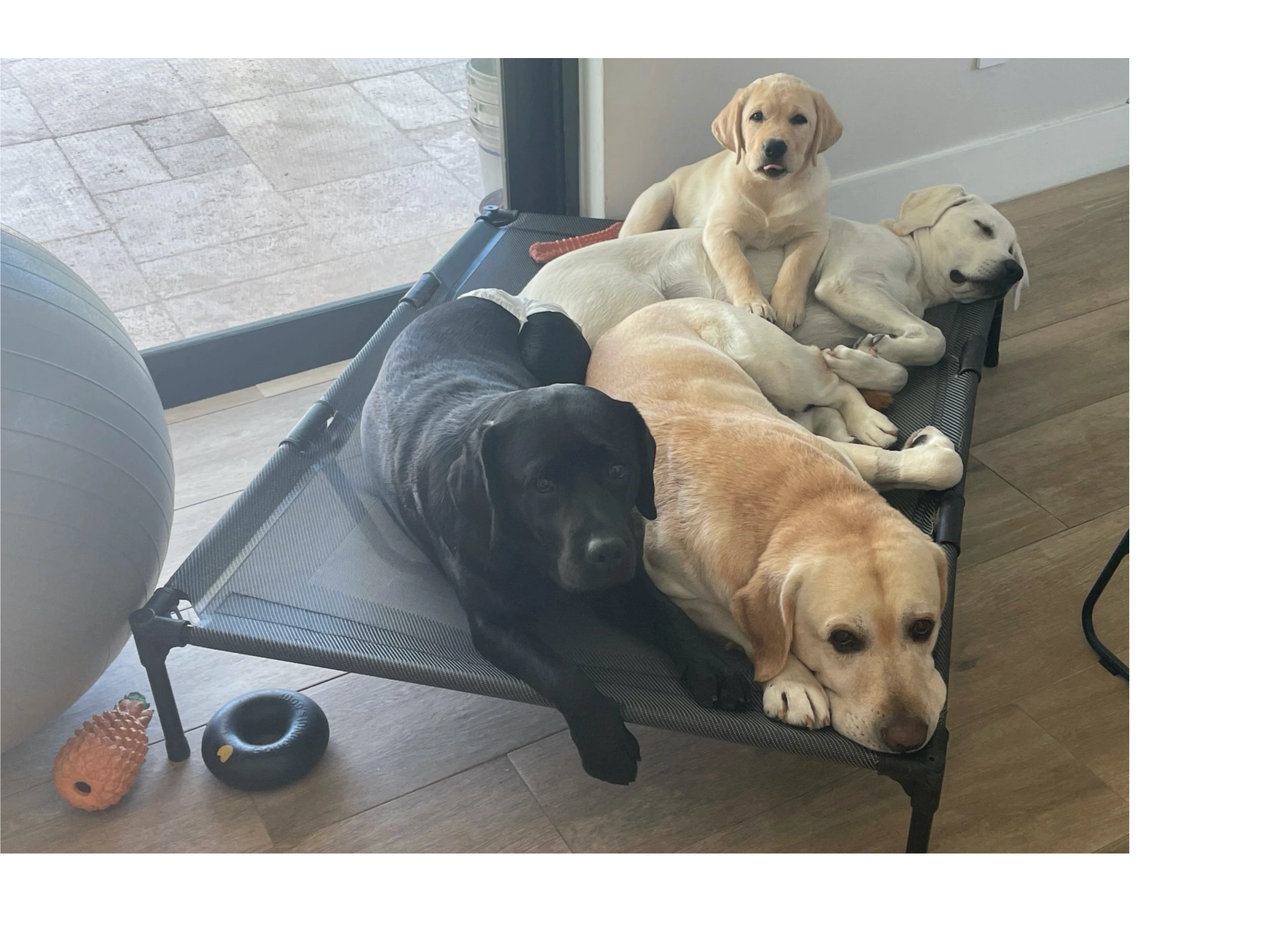 English Labrador Retriever, Puppies, Miami Florida Puppy Breeder. Yellow Lab and Black lab