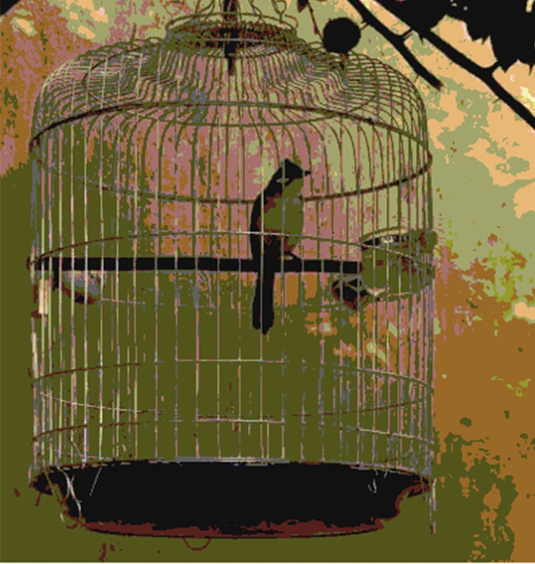 caged bird