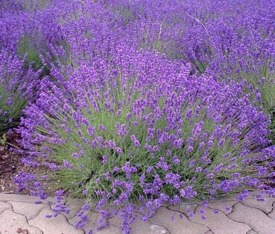 Lavender plants blooming in a garden.