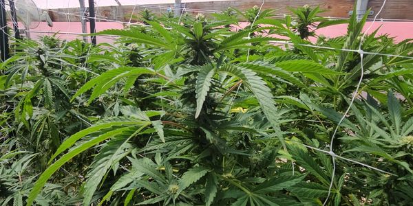 Dense cannabis plants growing indoors with support netting.