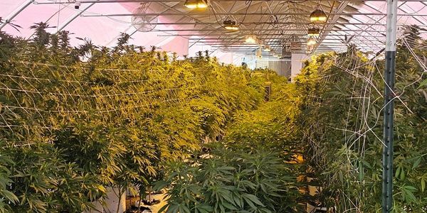 Premium cannabis flower close-up from OB1 Grow Facility near El Paso NM cannabis near me