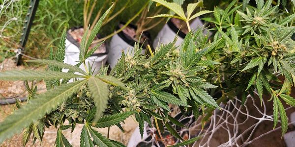 ndoor grown cannabis flower from OB1 Grow Facility best weed near me Sunland Park Obi Wan, Obi Juan