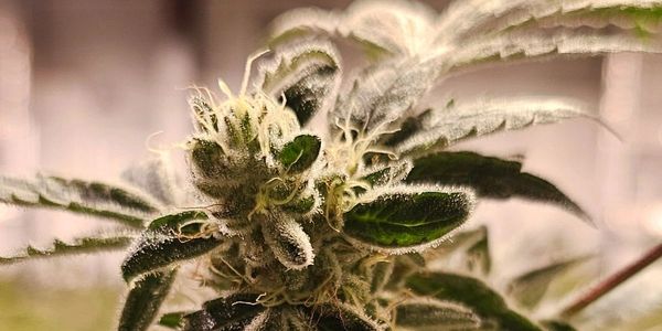 High-quality weed buds with trichomes from OB1 Grow Facility Sunland Park dispensary near me