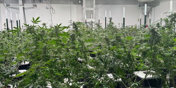 Top shelf cannabis flower grown near El Paso weed near me OB1 Cannabis, Obi Wan Cannabis Weed Dispen