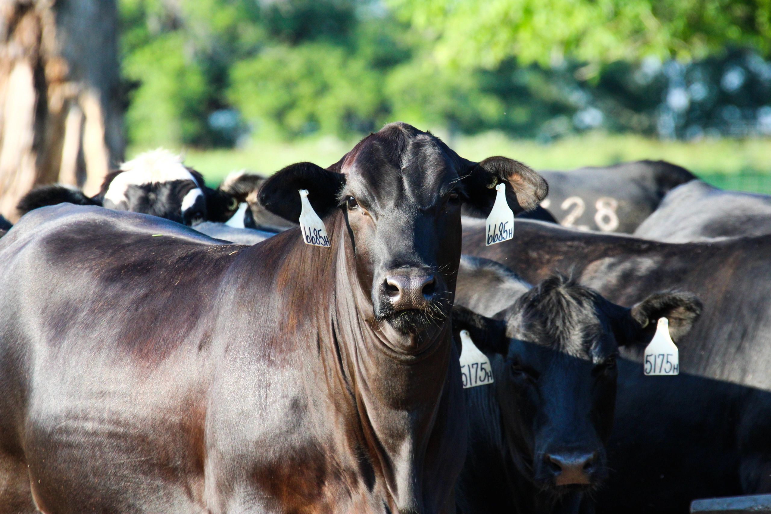 Premier Livestock Services