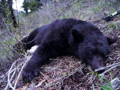 Black Bear Hunts