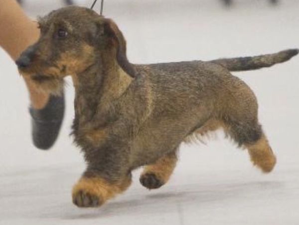 GRCHS Rivendells Hotwire SW was the 2013 Dachshund National Best Of Breed Winner.   She went on to b
