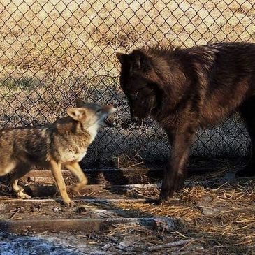 a young coyote and a high content wolfdog learn to communicate and play together