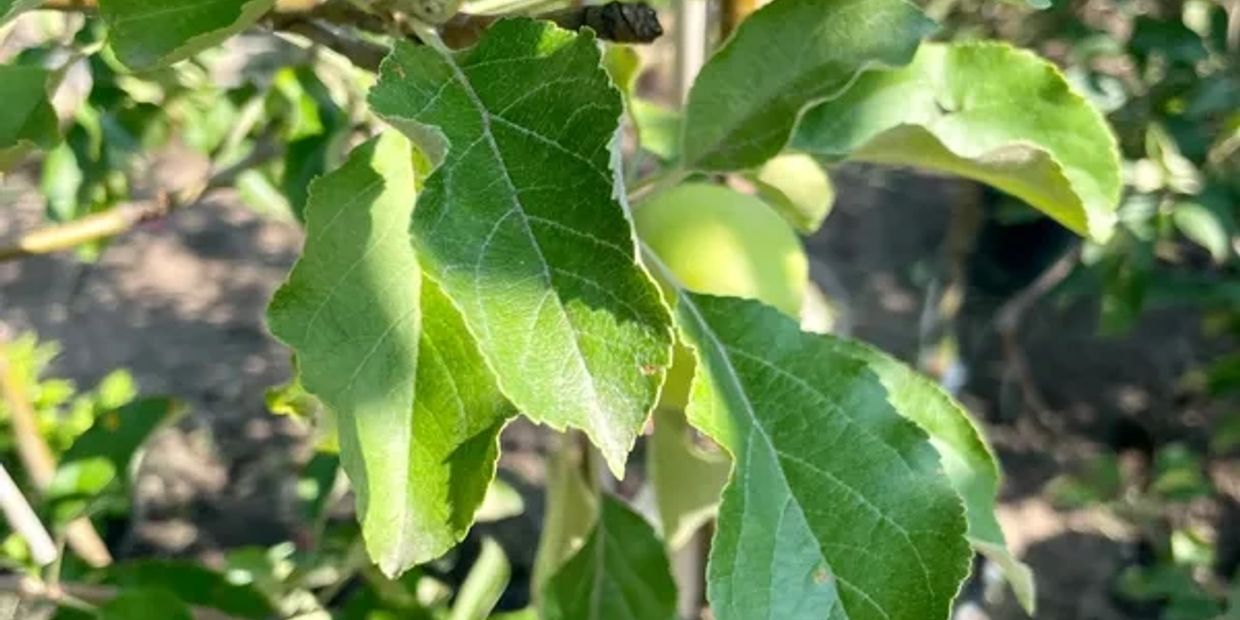 Close-up of healthy green leaves on a young plant in a garden.