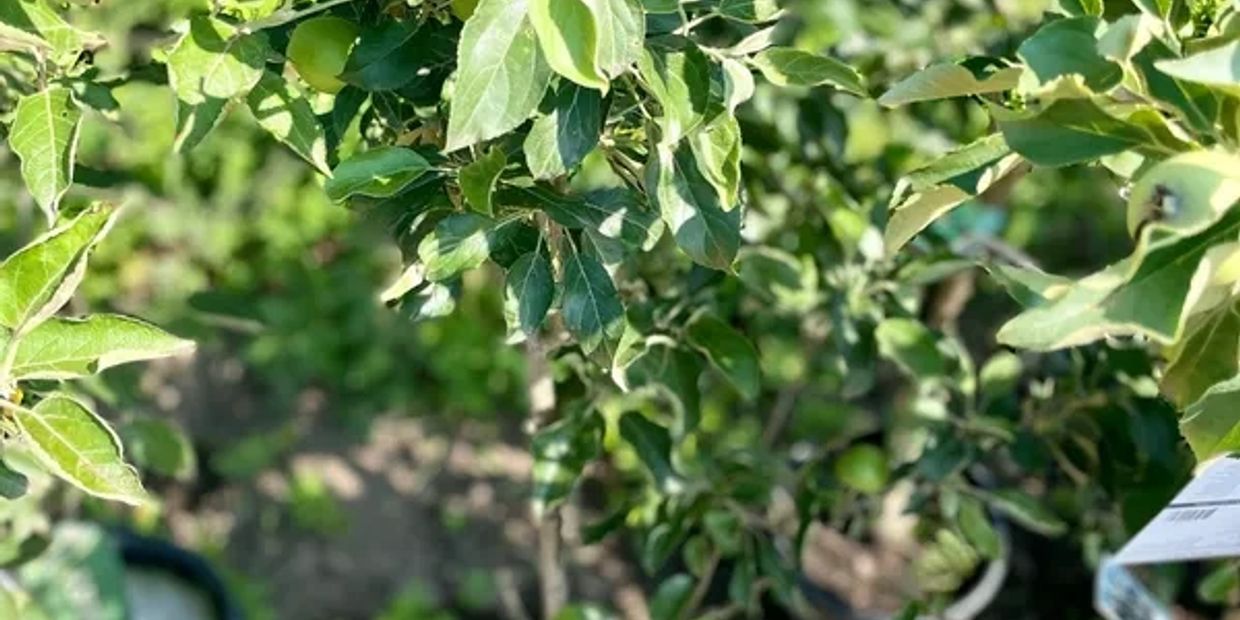 Green fruit growing on a tree with lush leaves.