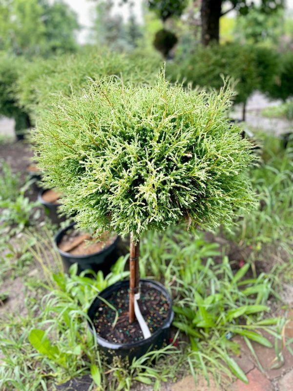 Green Giants of New England: Caring for Arborvitae and Western Red Cedar -  Mahoney's Garden Center