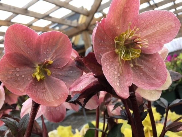 Arbor Garden Centre and Nursery - Flowering Plants, Shrubs and