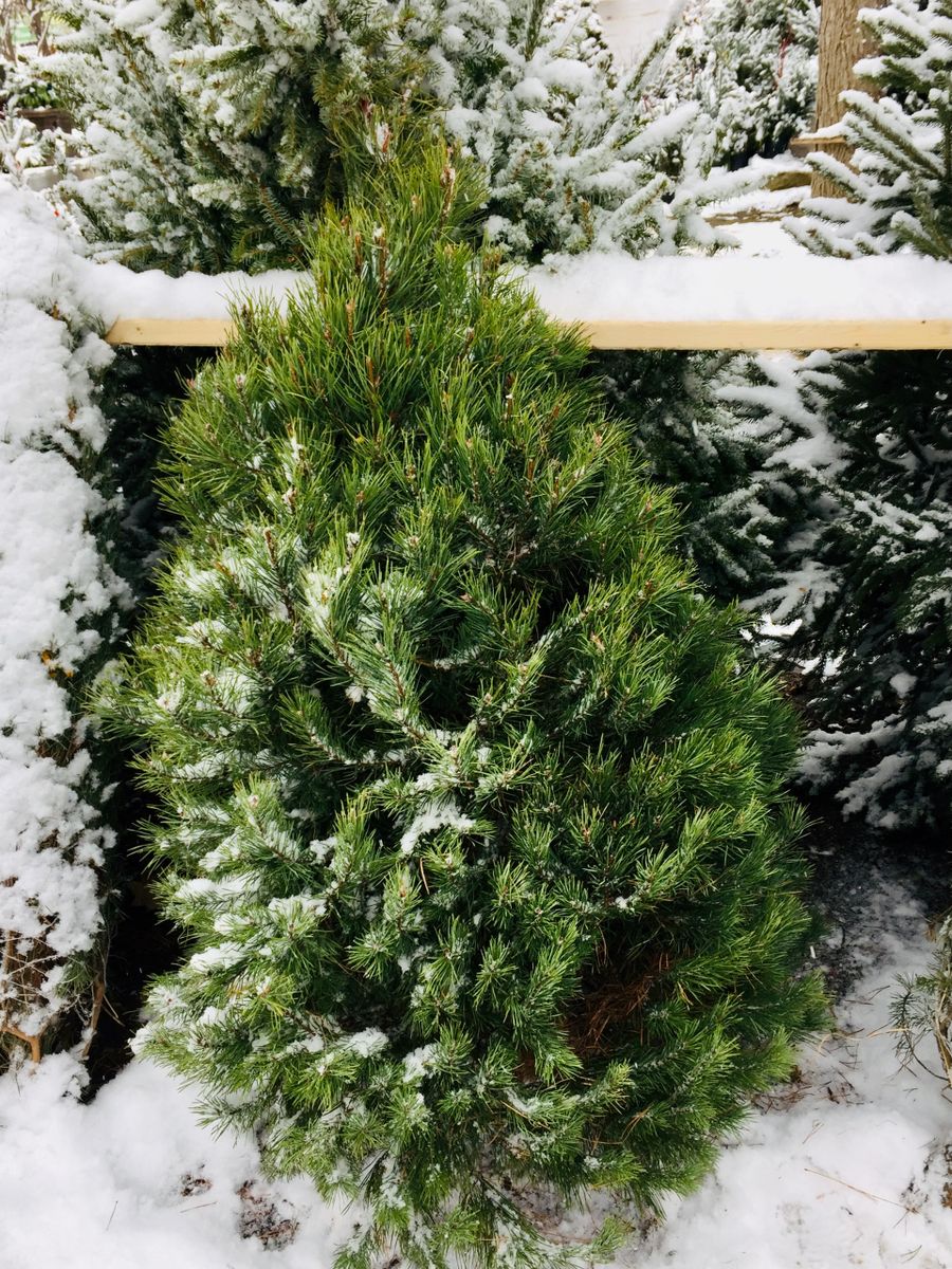 Fresh Cut Scotch Pine Christmas Tree