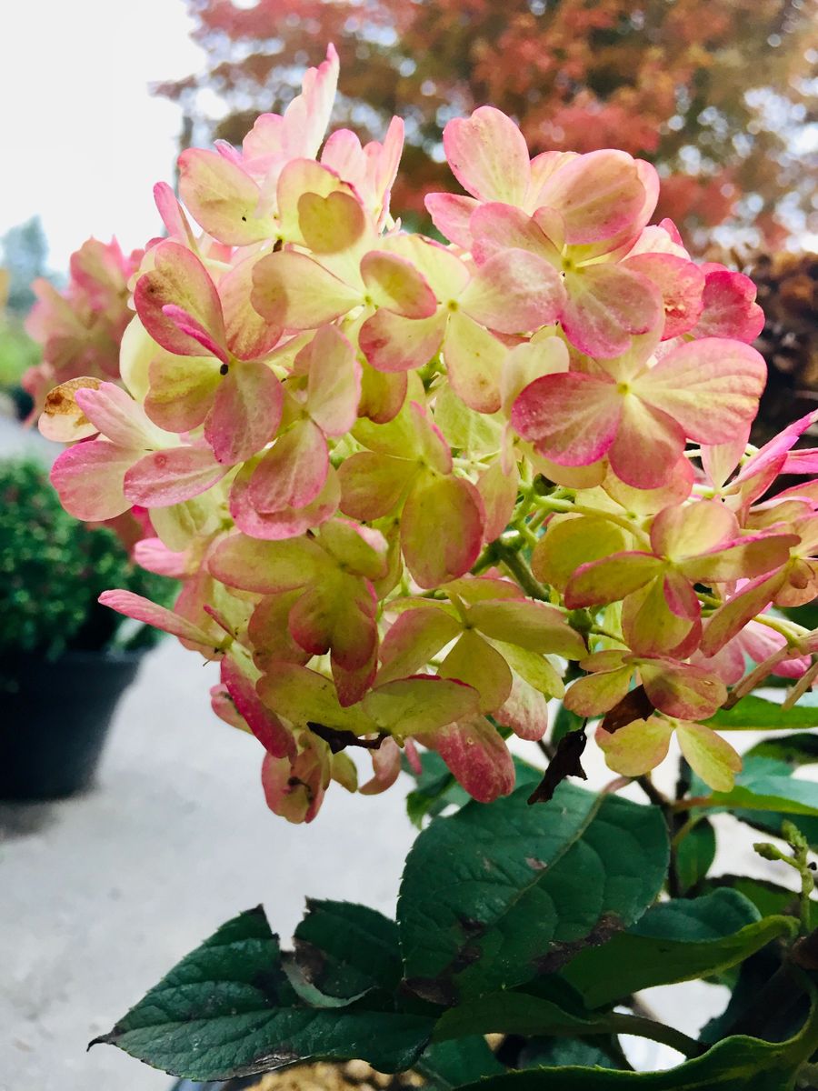 ‘Fire Light Tidbit’ Hydrangea