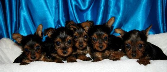 Yorkie Puppies Georgia Yorkshire Terrier in South Georgia AKC Yorkie Breeder Located Tifton Georgia 