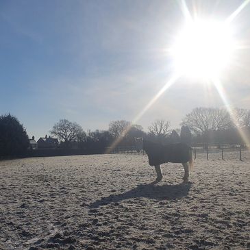 Frosty morning with the ponies