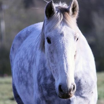 beautiful dapple grey gelding